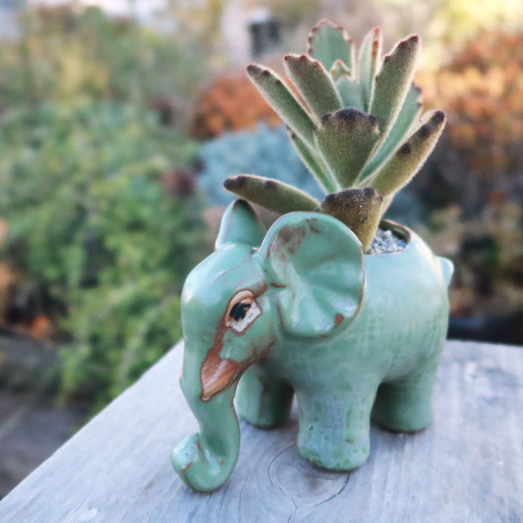 Gift Ceramic Animal Planters for Indoor With Cactus or Succulent
