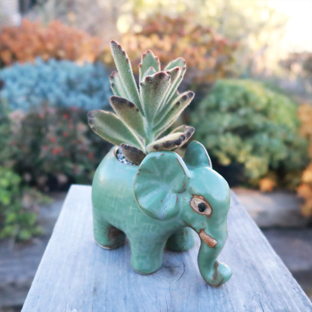 Gift Ceramic Animal Planters for Indoor With Cactus or Succulent