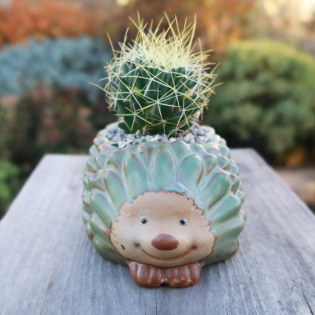 Gift Ceramic Animal Planters for Indoor With Cactus or Succulent