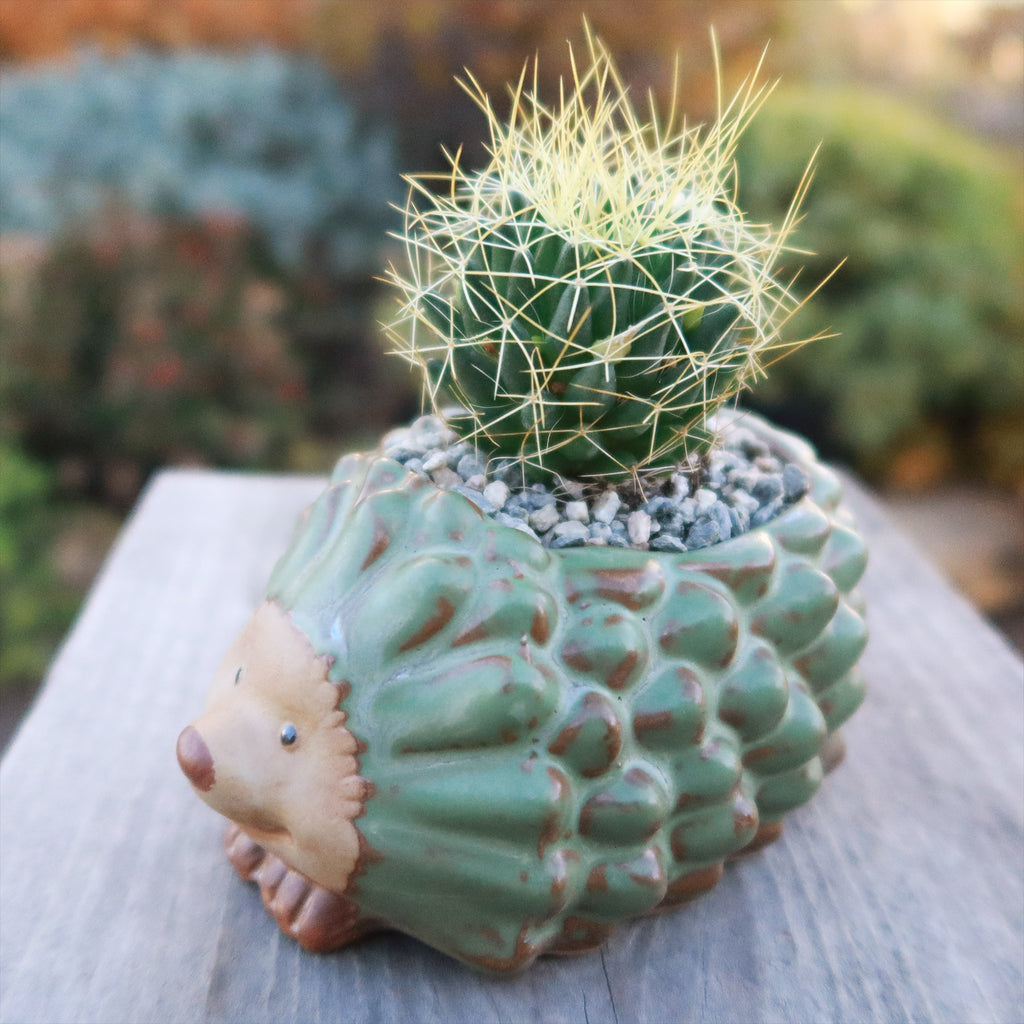Gift Ceramic Animal Planters for Indoor With Cactus or Succulent