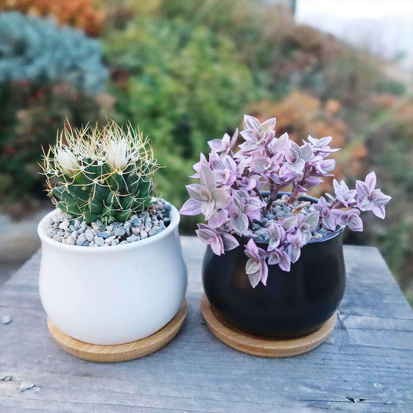 Gift Ceramic Flower Pot with Drainage and Bamboo Tray With Cactus or Succulent