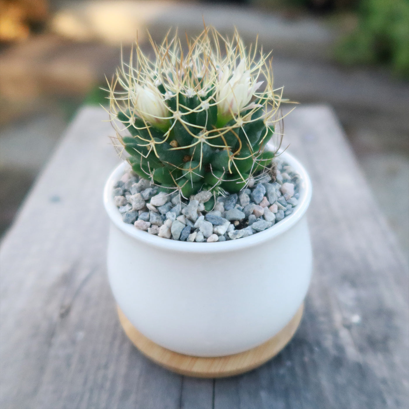 Gift Ceramic Flower Pot with Drainage and Bamboo Tray With Cactus or Succulent