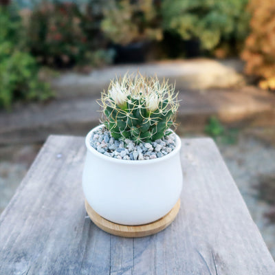 Gift Ceramic Flower Pot with Drainage and Bamboo Tray With Cactus or Succulent