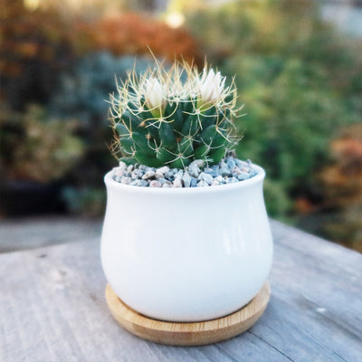 Gift Ceramic Flower Pot with Drainage and Bamboo Tray With Cactus or Succulent