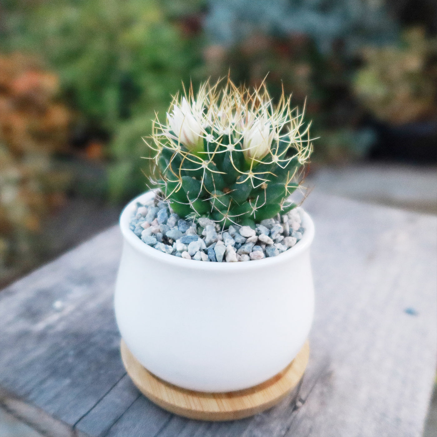 ceramic cactus flower pot Gift Ceramic Flower Pot with Drainage and Bamboo Tray With Cactus or S – Planet Desert