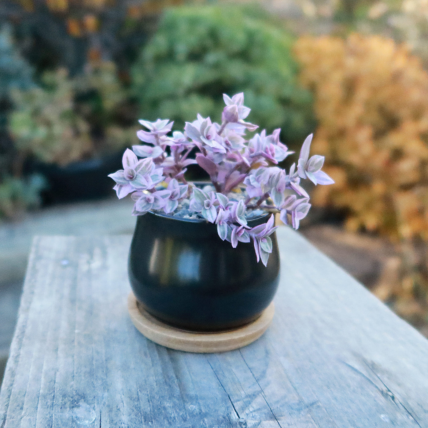 Gift Ceramic Flower Pot with Drainage and Bamboo Tray With Cactus or Succulent