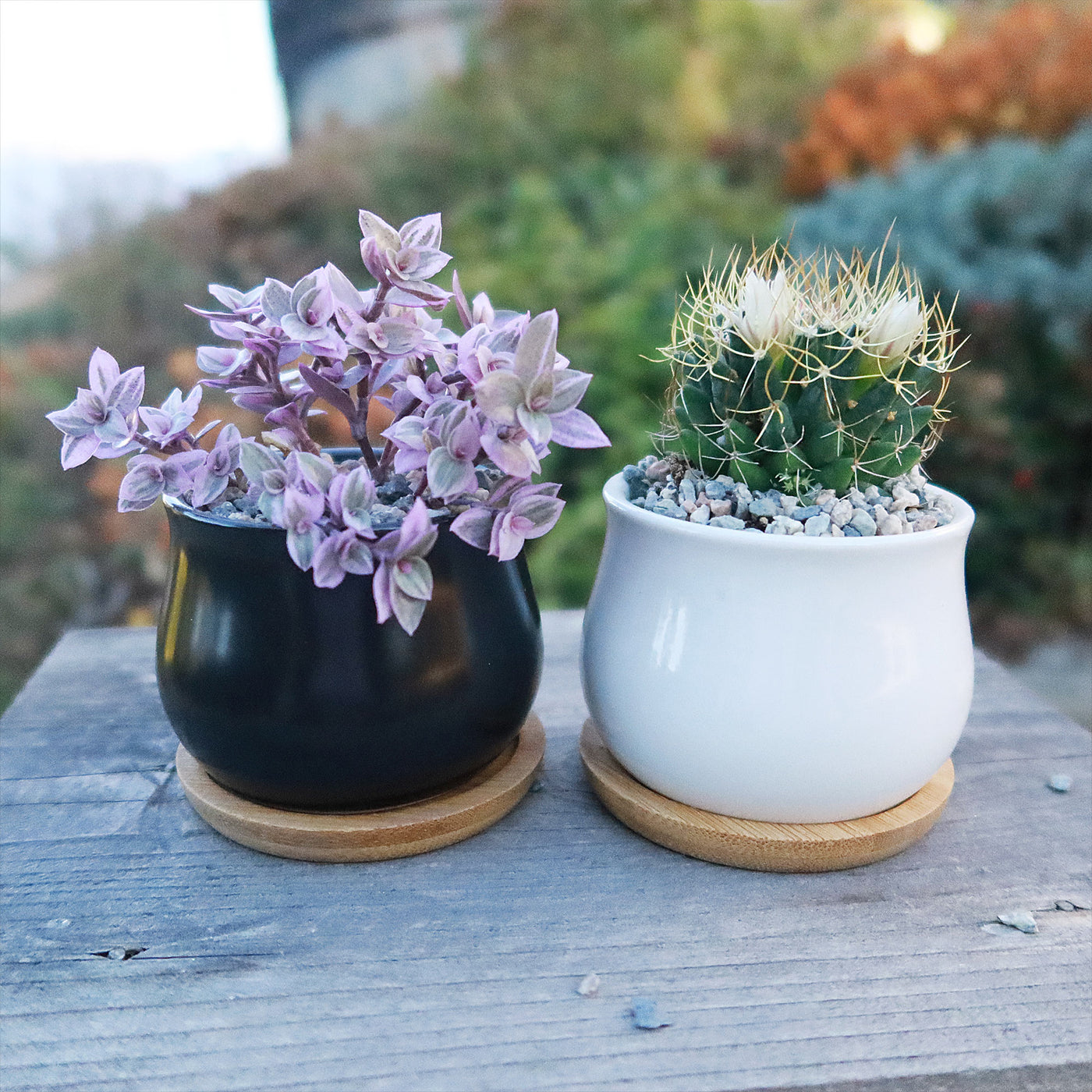 tray for holding plant pots Gift Ceramic Flower Pot with Drainage and Bamboo Tray with Cactus or Succulent 2.75" White with Succulent