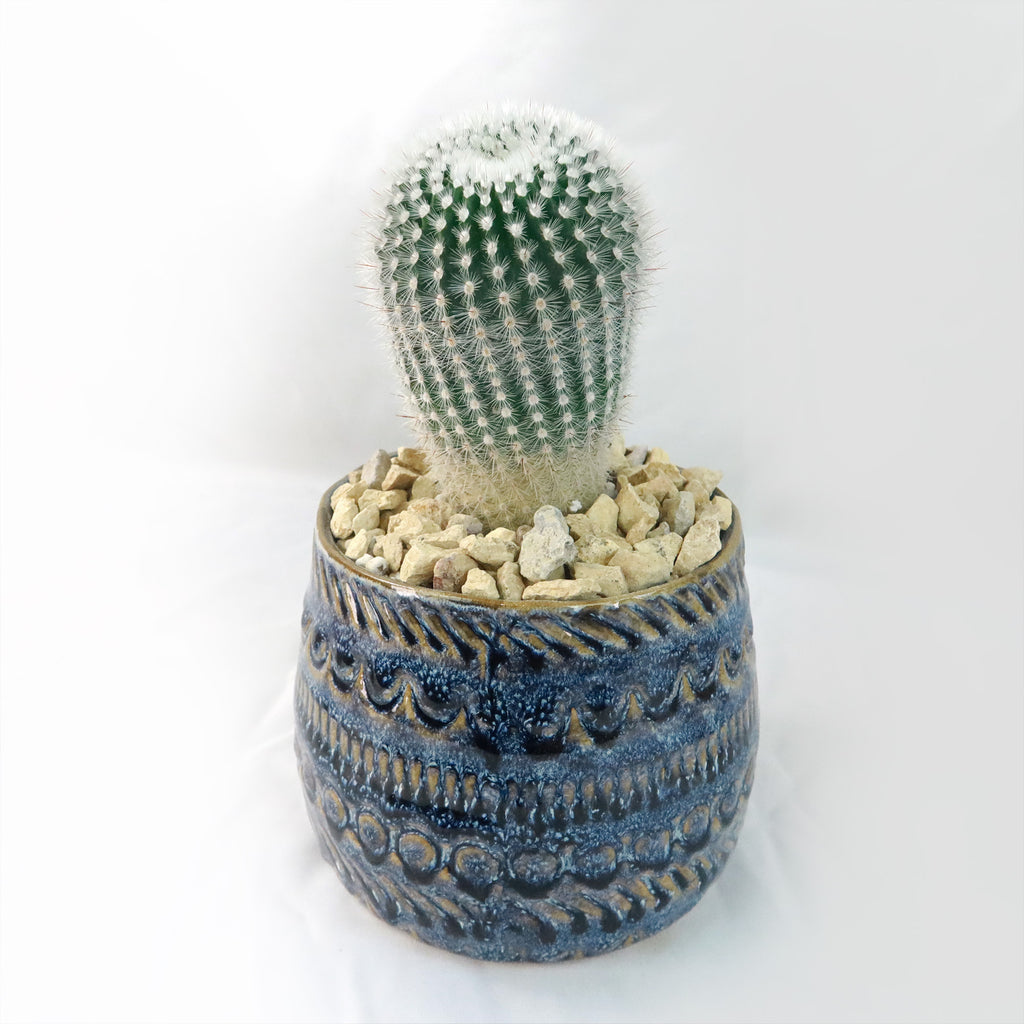 Gift Fancy Blue Pot w/ Cactus or Succulent