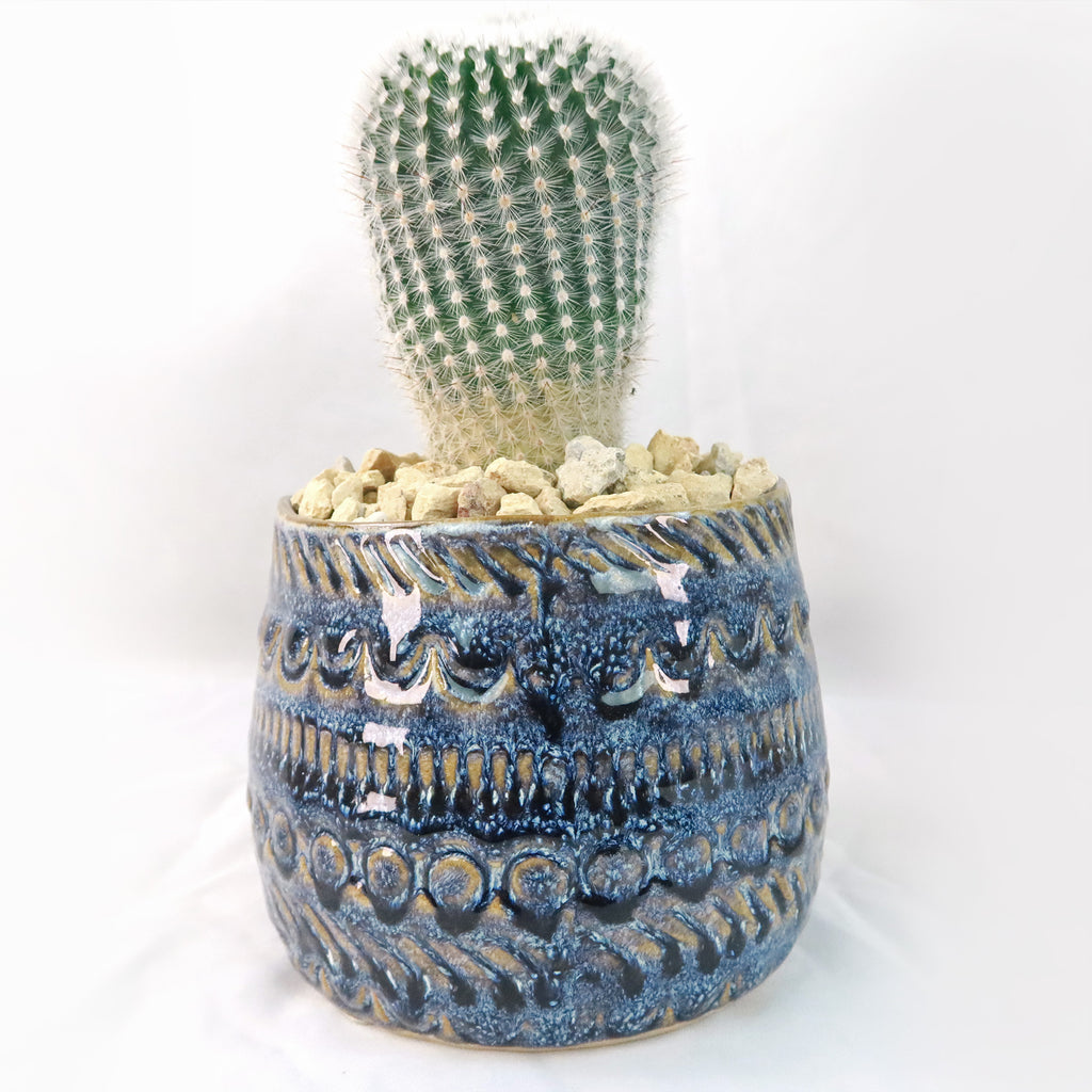 Gift Fancy Blue Pot w/ Cactus or Succulent
