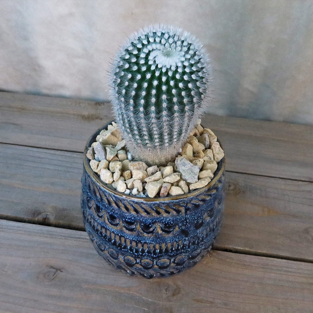 Gift Fancy Blue Pot w/ Cactus or Succulent
