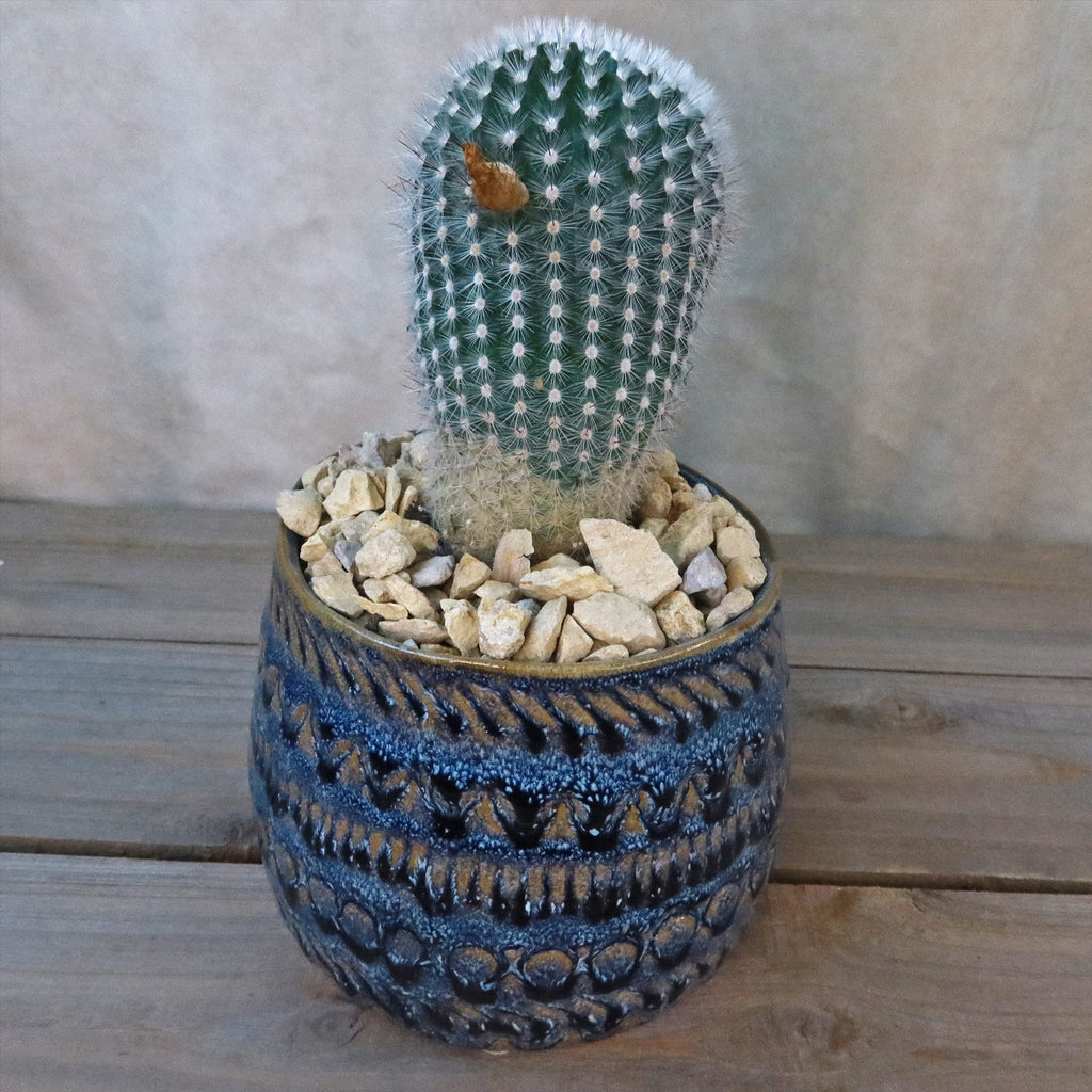 Gift Fancy Blue Pot w/ Cactus or Succulent