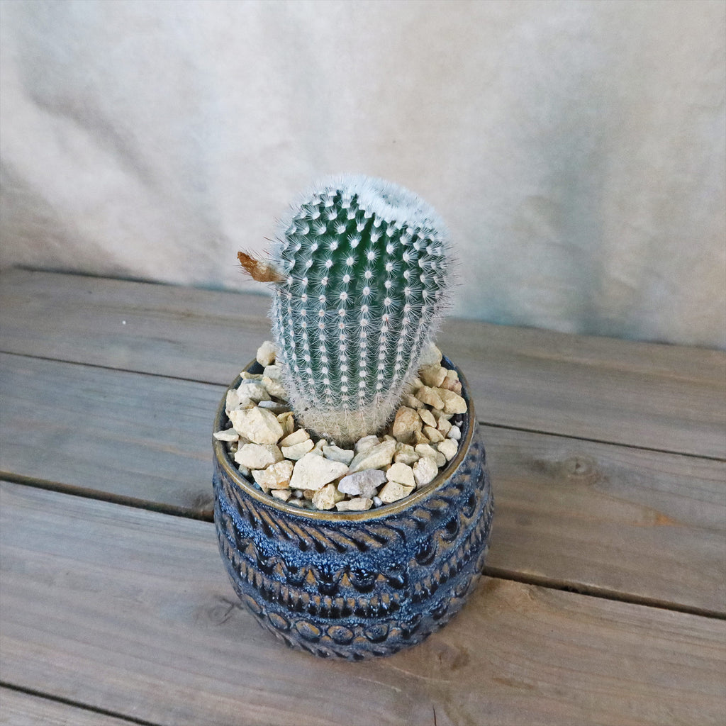 Gift Fancy Blue Pot w/ Cactus or Succulent
