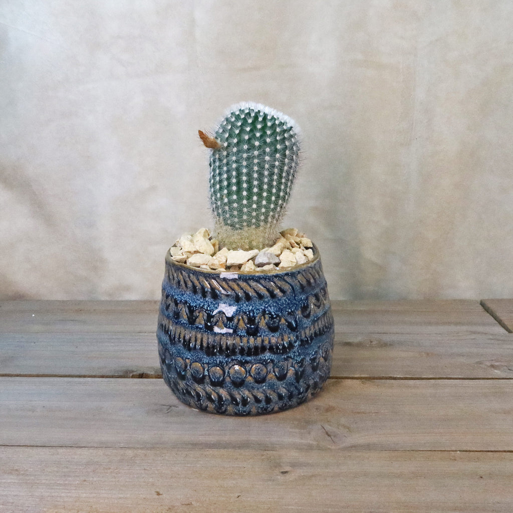 Gift Fancy Blue Pot w/ Cactus or Succulent