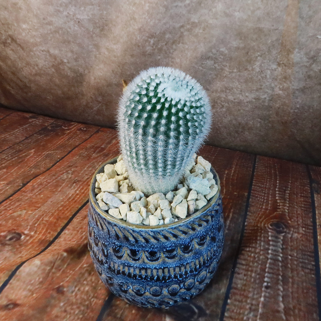 Gift Fancy Blue Pot w/ Cactus or Succulent