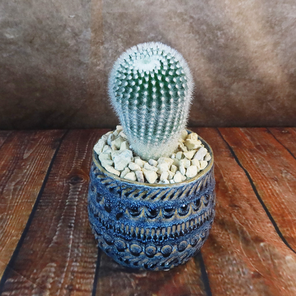Gift Fancy Blue Pot w/ Cactus or Succulent