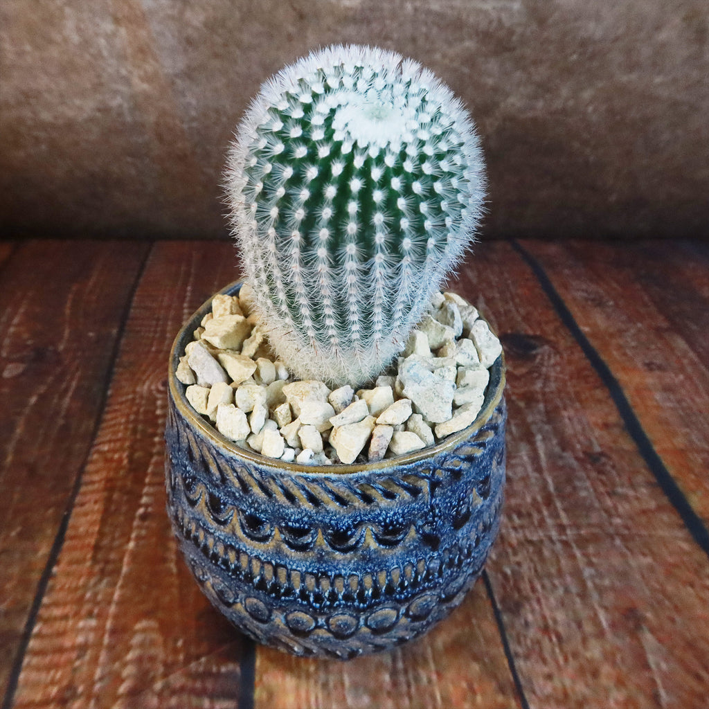 Gift Fancy Blue Pot w/ Cactus or Succulent