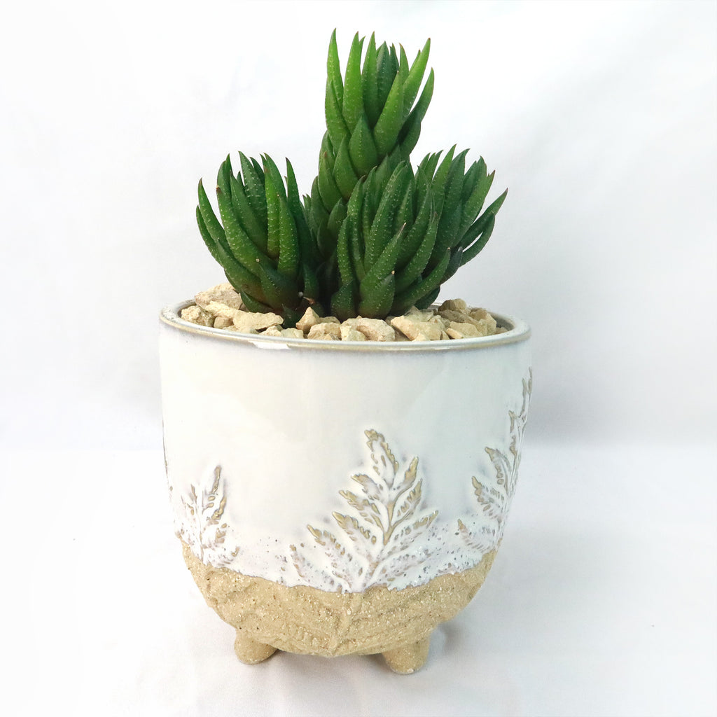 Gift Fern Print Cream & Sand two toned footed Pot w/ Cactus or Succulent