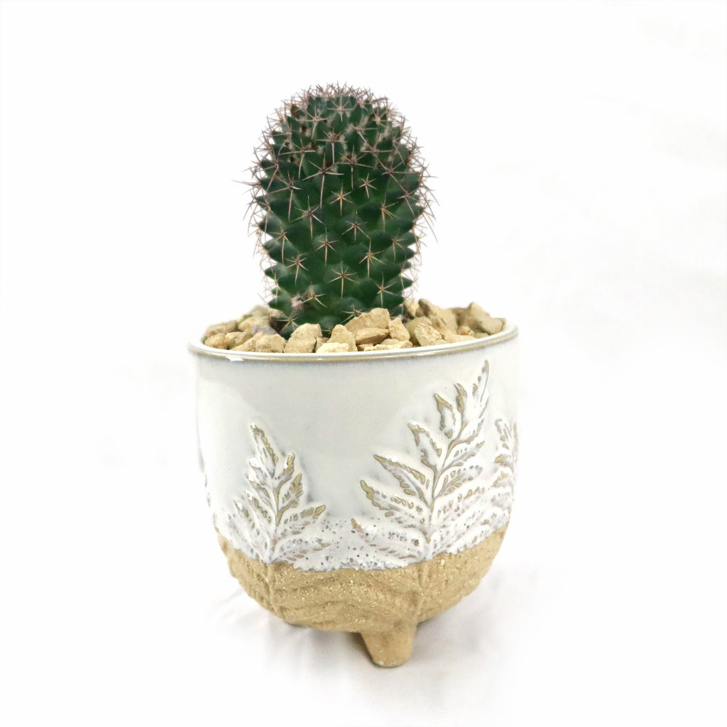 Gift Fern Print Cream & Sand two toned footed Pot w/ Cactus or Succulent