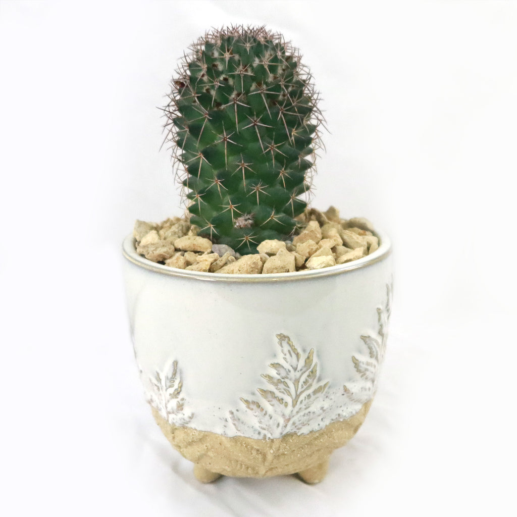 Gift Fern Print Cream & Sand two toned footed Pot w/ Cactus or Succulent