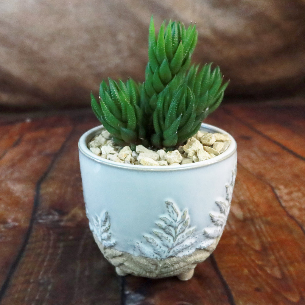 Gift Fern Print Cream & Sand two toned footed Pot w/ Cactus or Succulent