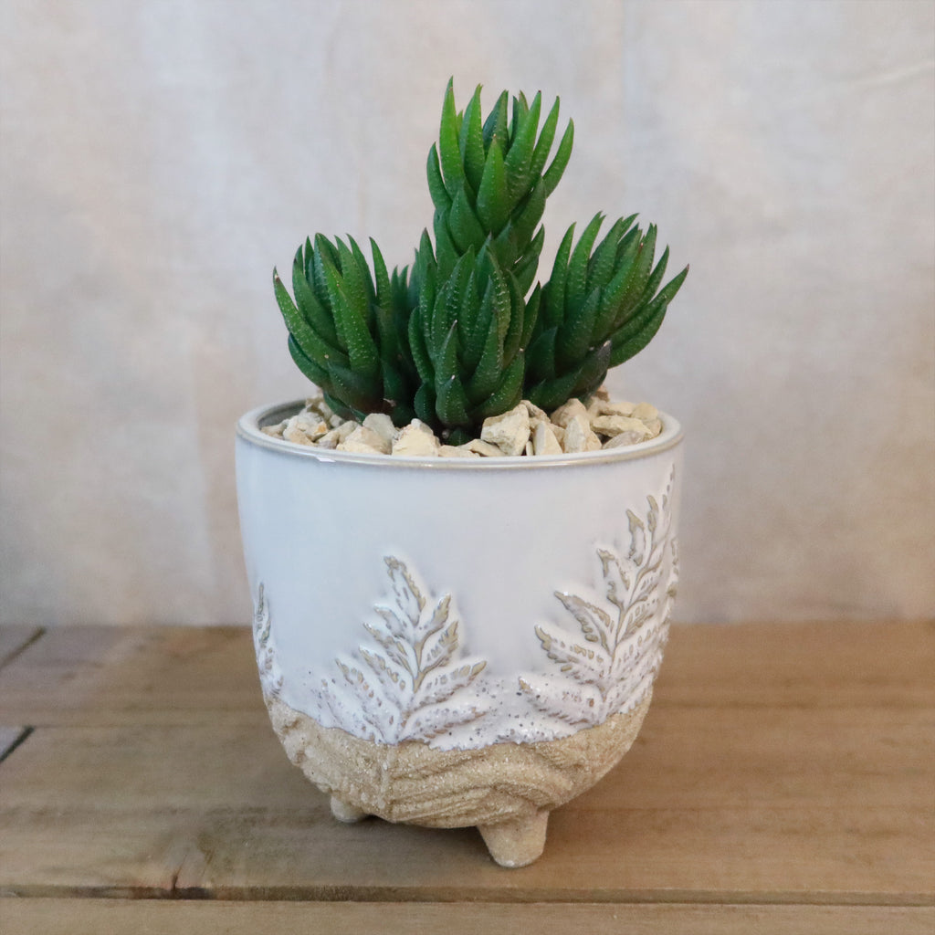 Gift Fern Print Cream & Sand two toned footed Pot w/ Cactus or Succulent