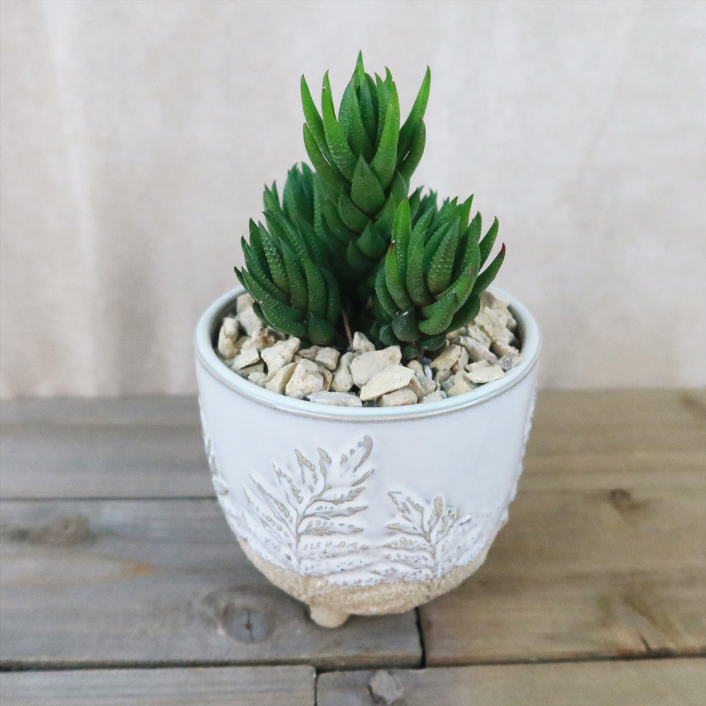 Gift Fern Print Cream & Sand two toned footed Pot w/ Cactus or Succulent