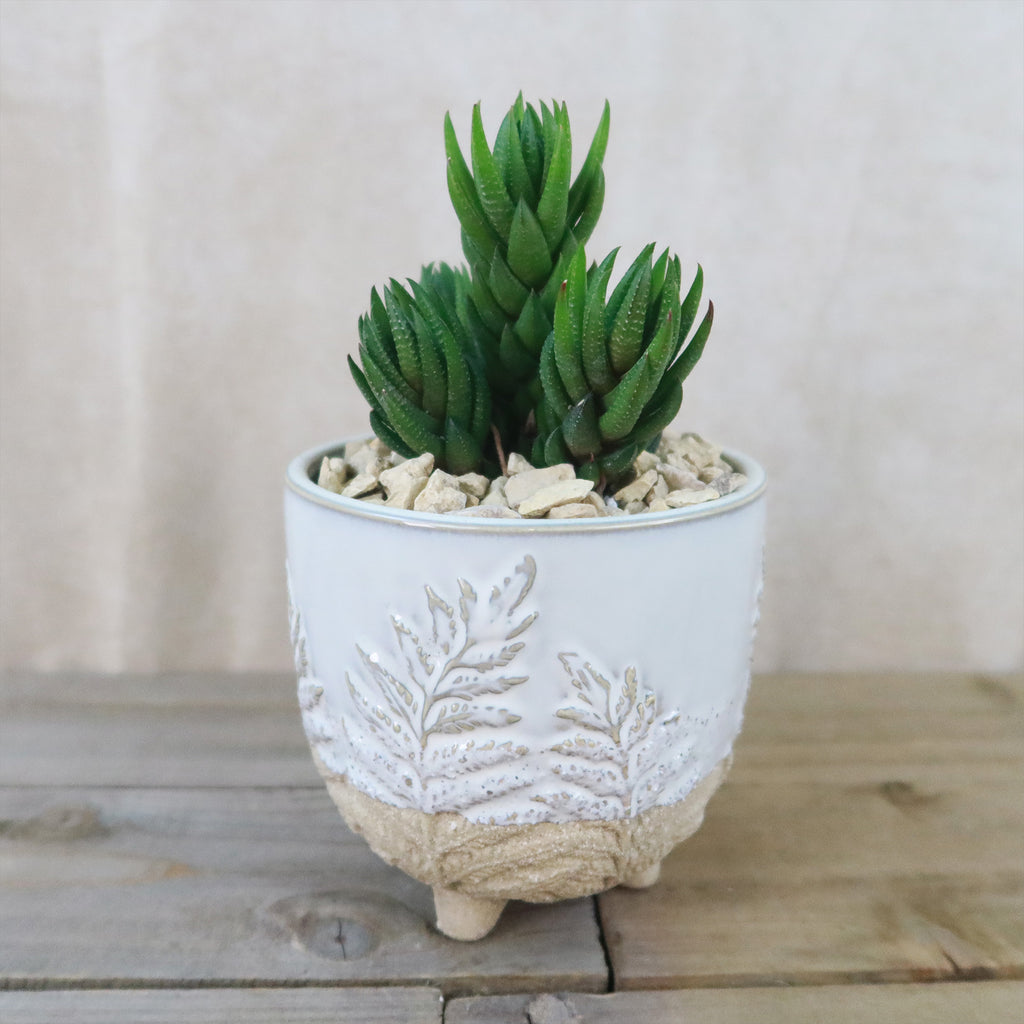 Gift Fern Print Cream & Sand two toned footed Pot w/ Cactus or Succulent