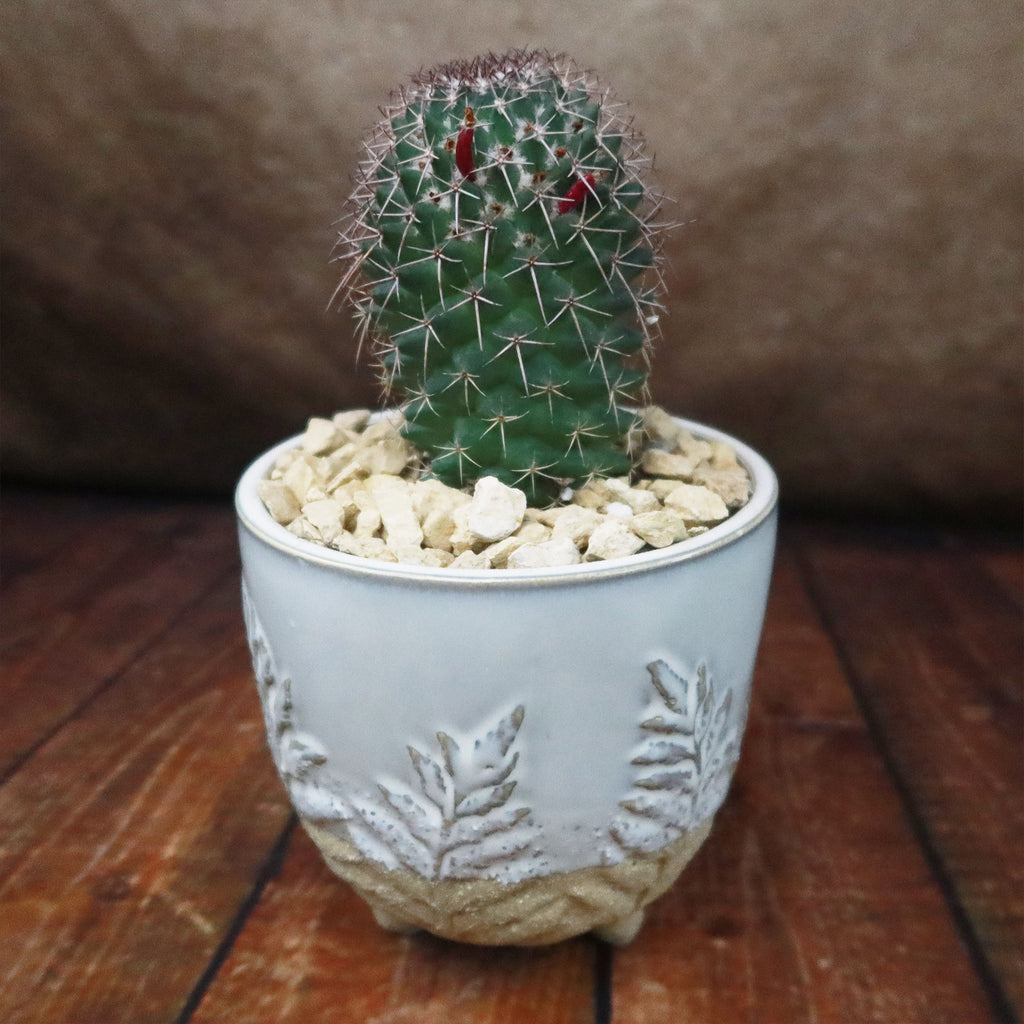 Gift Fern Print Cream & Sand two toned footed Pot w/ Cactus or Succulent