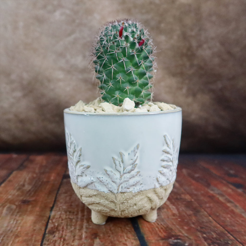 Gift Fern Print Cream & Sand two toned footed Pot w/ Cactus or Succulent
