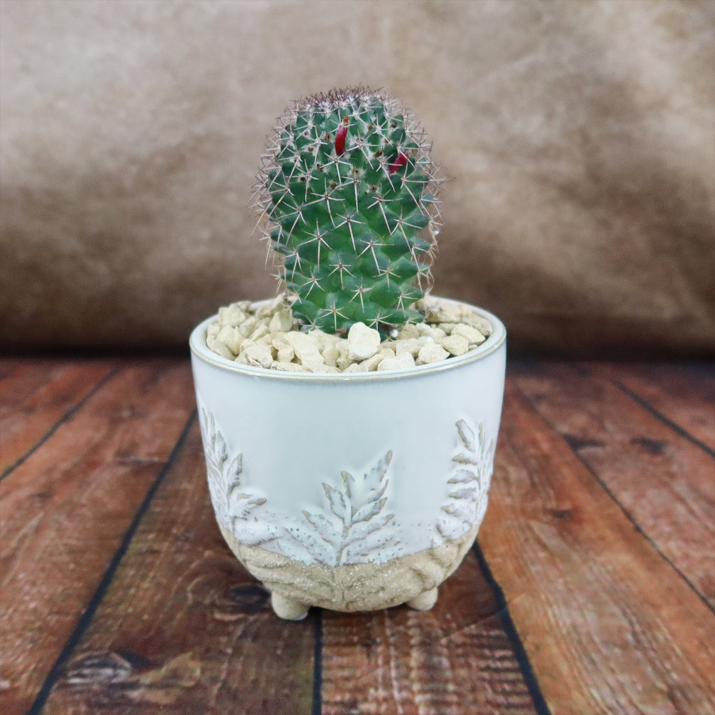 Gift Fern Print Cream & Sand two toned footed Pot w/ Cactus or Succulent
