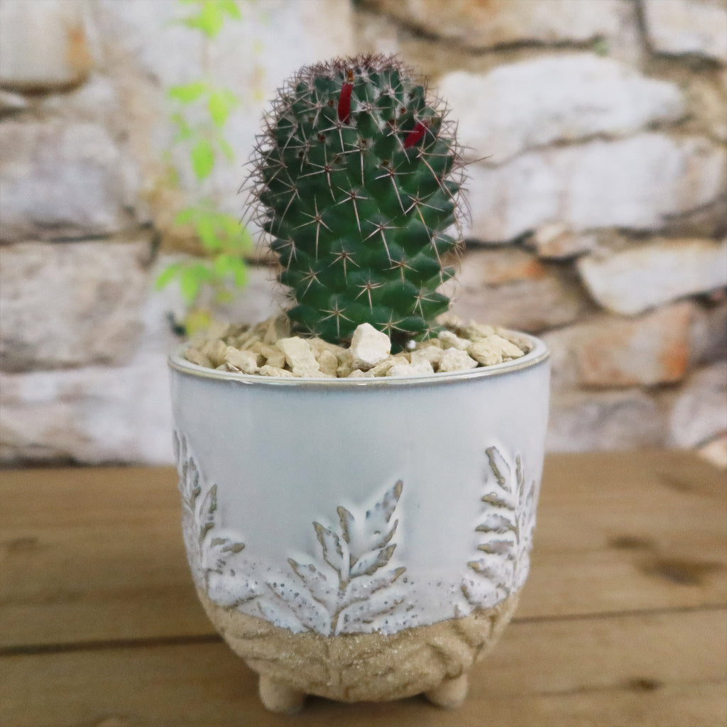Gift Fern Print Cream & Sand two toned footed Pot w/ Cactus or Succulent