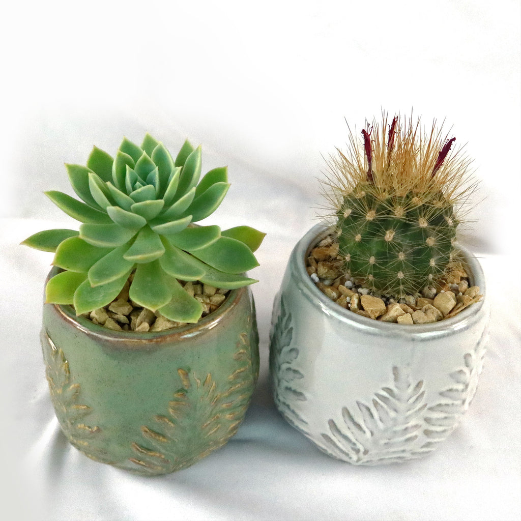 Gift Fern Print Glazed Pot w/ Cactus or Succulent