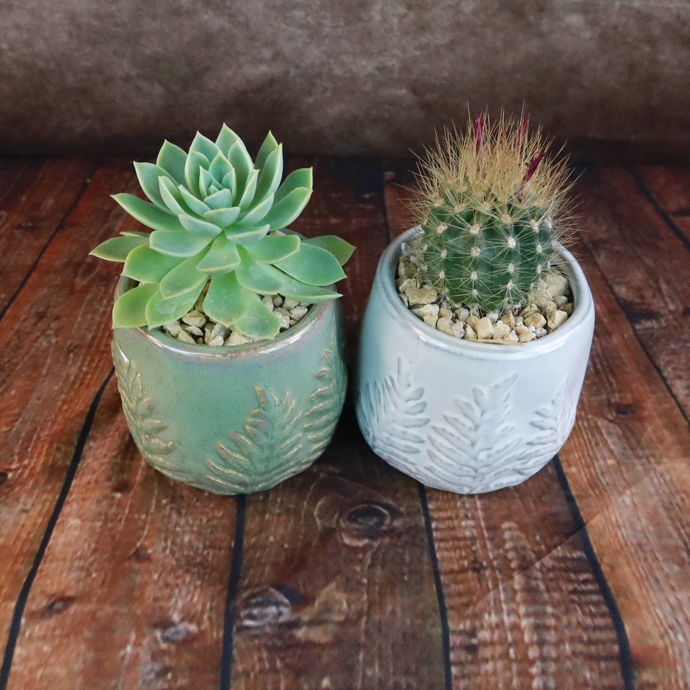glazed ceramic pots for plants Gift Fern Print Glazed Pot w/ Cactus or Succulent 5" Green w/ Cactus
