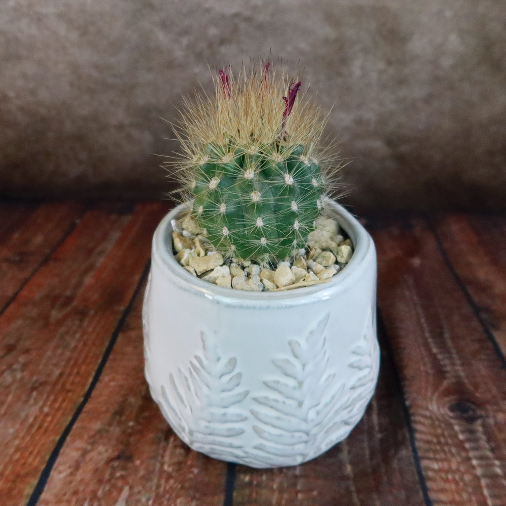 Gift Fern Print Glazed Pot w/ Cactus or Succulent