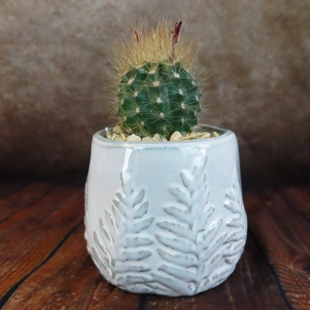 Gift Fern Print Glazed Pot w/ Cactus or Succulent