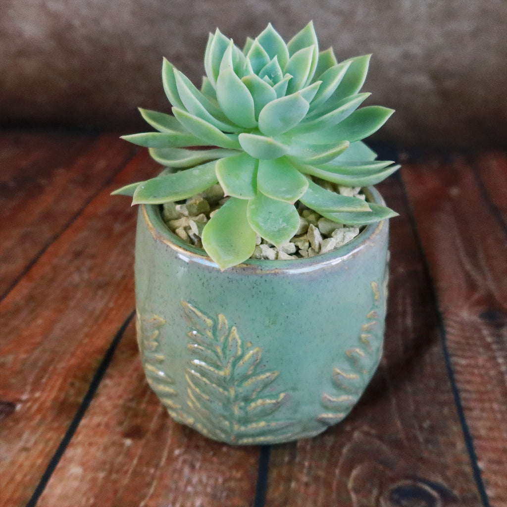 Gift Fern Print Glazed Pot w/ Cactus or Succulent