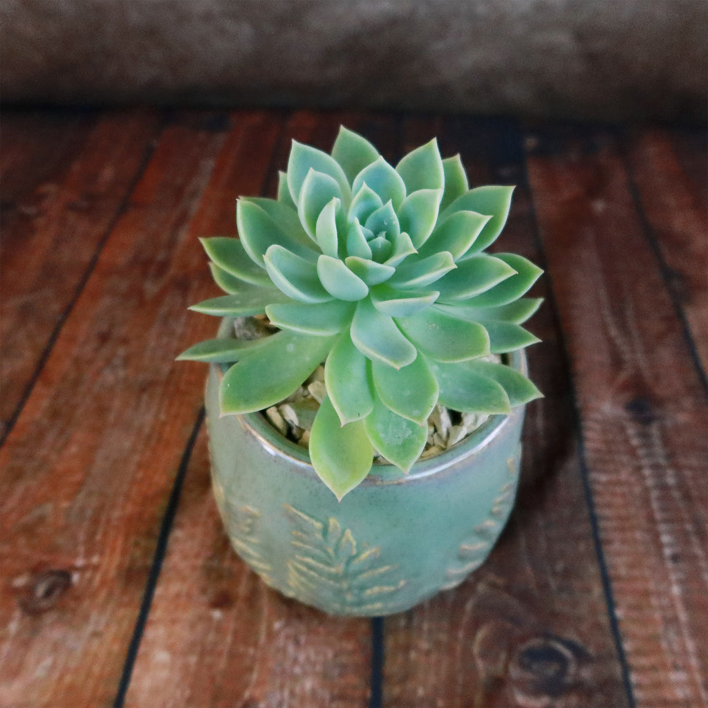 Gift Fern Print Glazed Pot w/ Cactus or Succulent