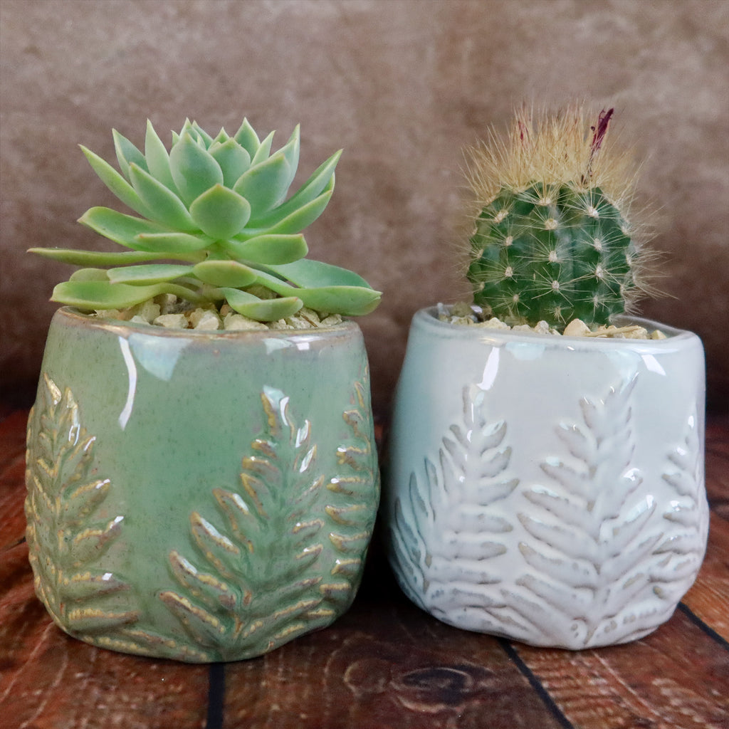 Gift Fern Print Glazed Pot w/ Cactus or Succulent