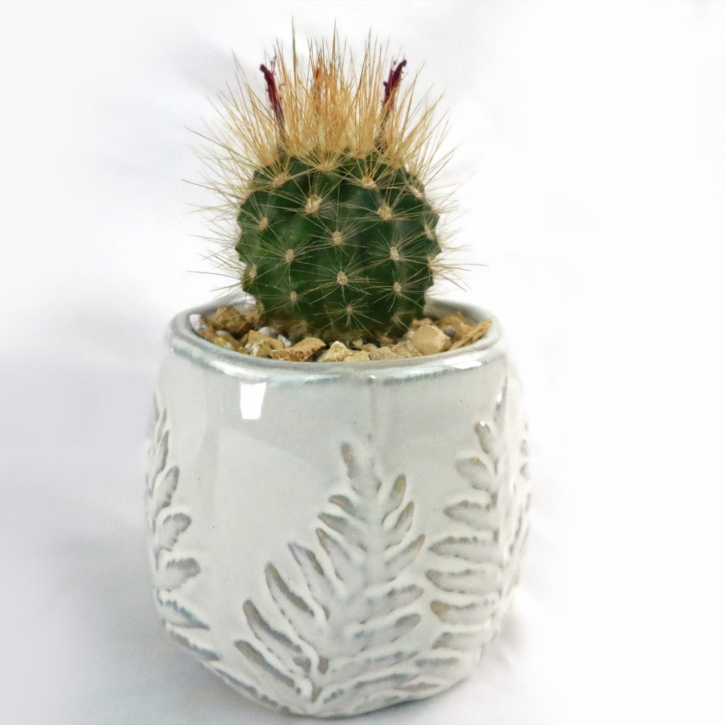 Gift Fern Print Glazed Pot w/ Cactus or Succulent