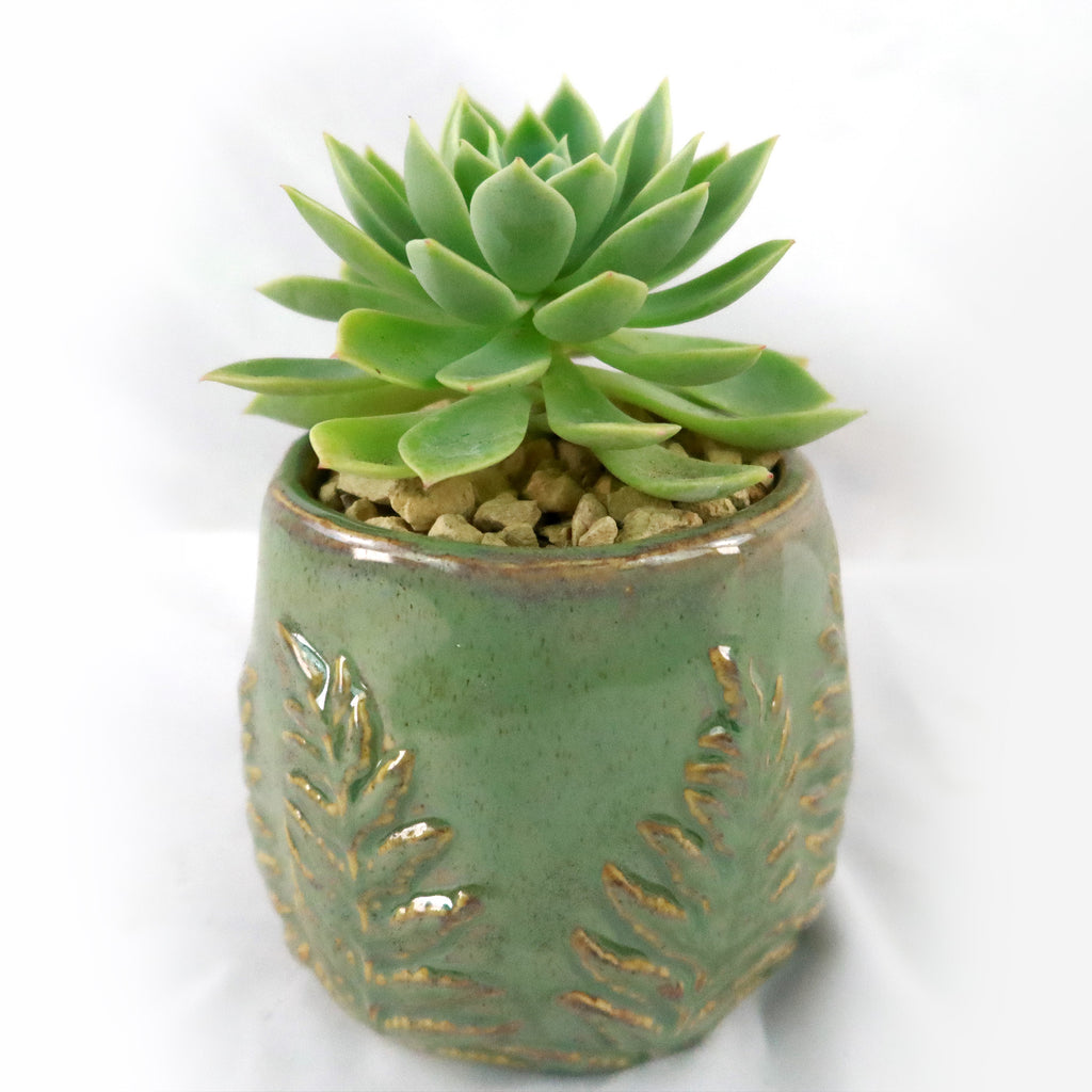 Gift Fern Print Glazed Pot w/ Cactus or Succulent