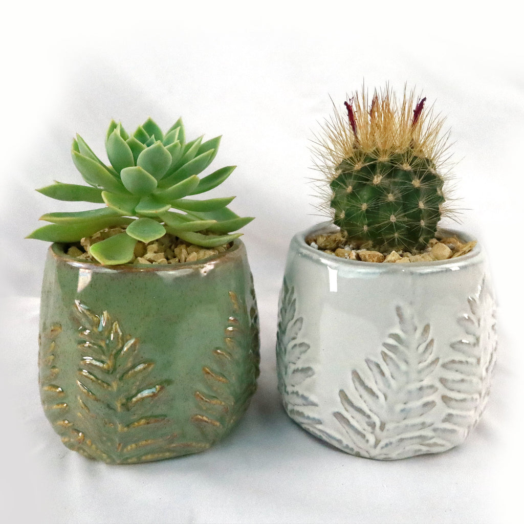 Gift Fern Print Glazed Pot w/ Cactus or Succulent