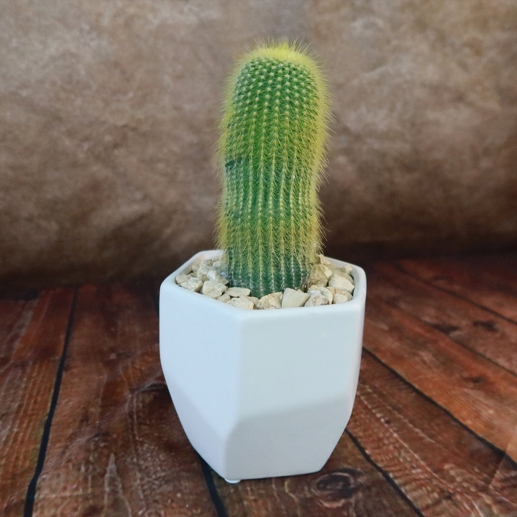 Gift Geometric Matte Pot w/ Cactus or Succulent