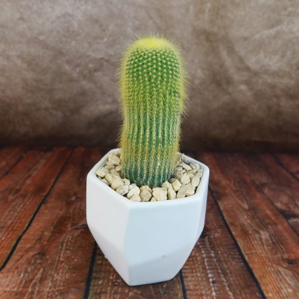 Gift Geometric Matte Pot w/ Cactus or Succulent