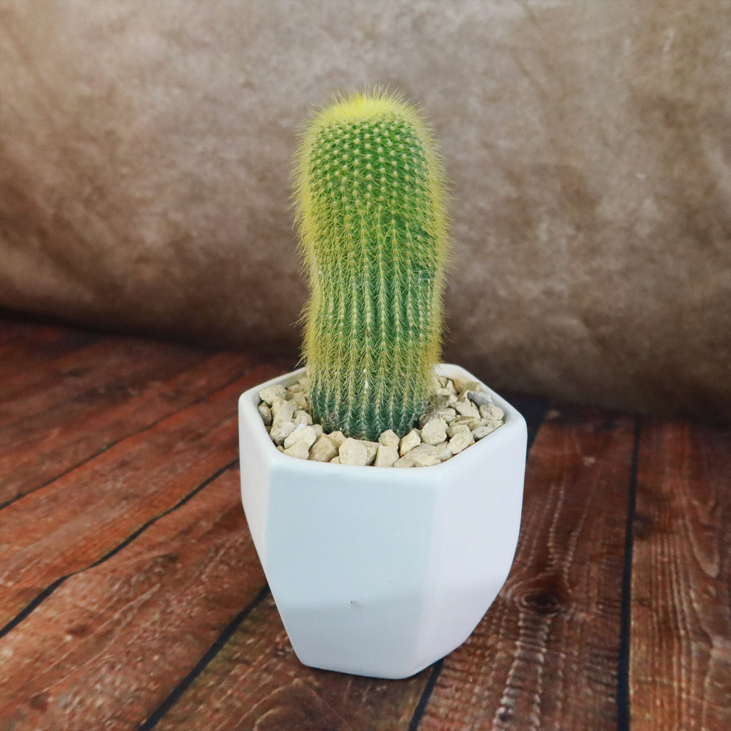 Gift Geometric Matte Pot w/ Cactus or Succulent