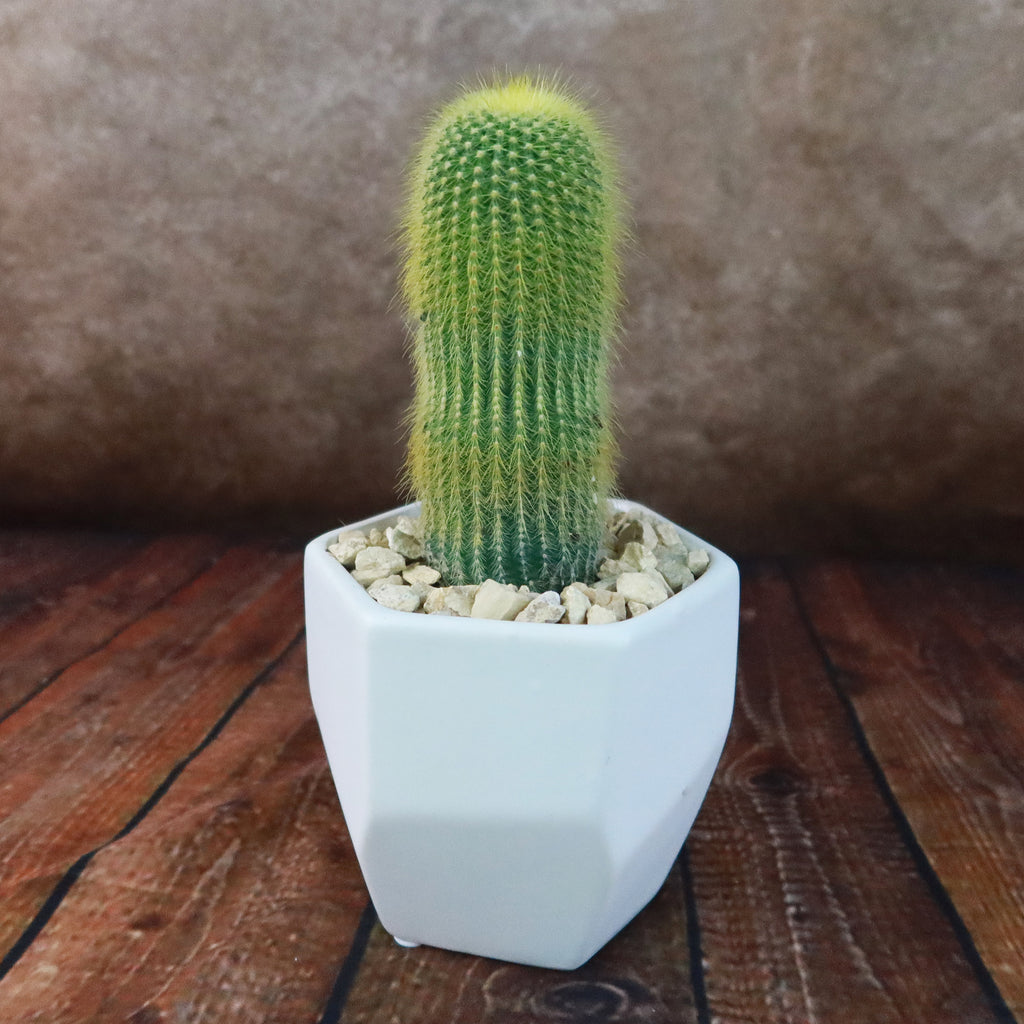 Gift Geometric Matte Pot w/ Cactus or Succulent