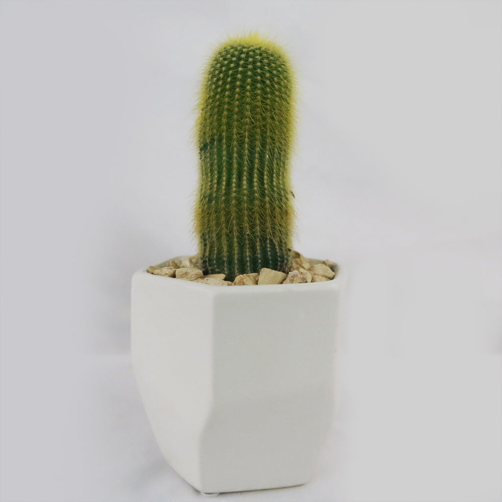 Gift Geometric Matte Pot w/ Cactus or Succulent