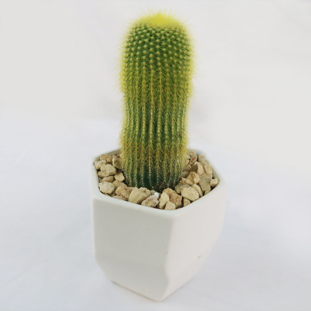 Gift Geometric Matte Pot w/ Cactus or Succulent