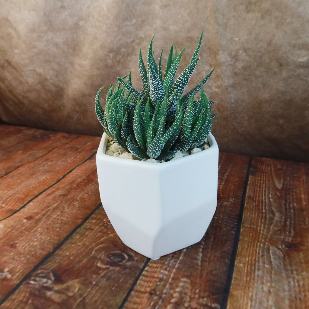 Gift Geometric Matte Pot w/ Cactus or Succulent