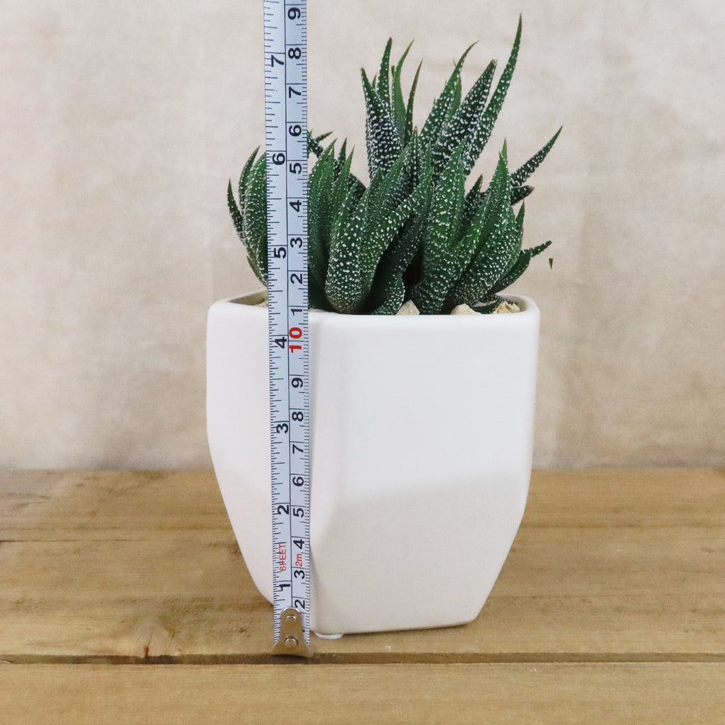Gift Geometric Matte Pot w/ Cactus or Succulent