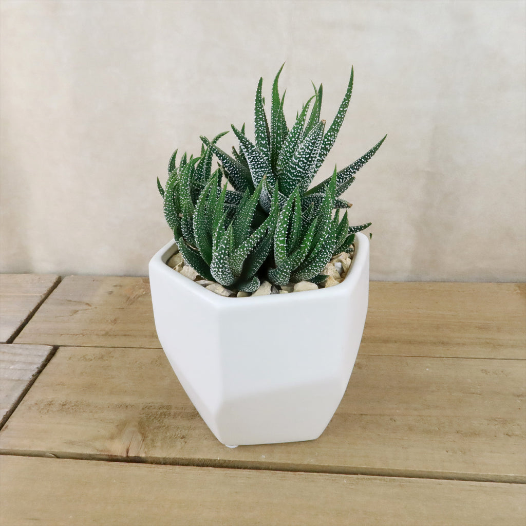 Gift Geometric Matte Pot w/ Cactus or Succulent